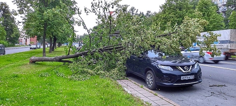 Ночной ураган повалил почти сто деревьев в Петербурге