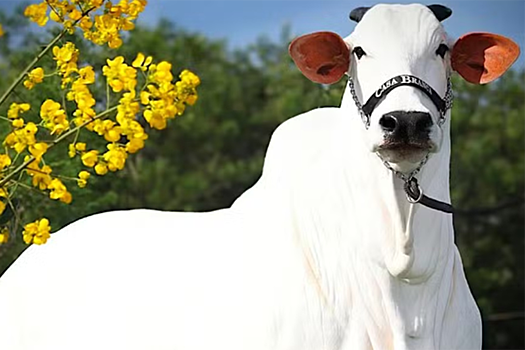 В Бразилии продали корову за рекордные 4 млн долларов