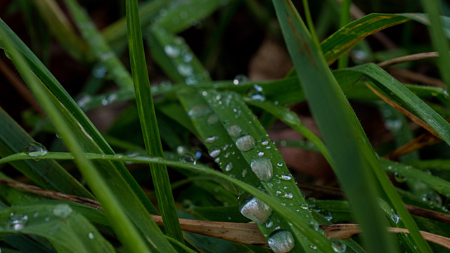 Заговоры на росу: забытые обряды на очищение и любовь