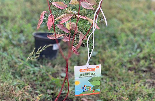 Деревья высадили в Наро-Фоминском округе в рамках акции «Наш лес»
