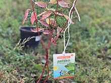 Деревья высадили в Наро-Фоминском округе в рамках акции «Наш лес»