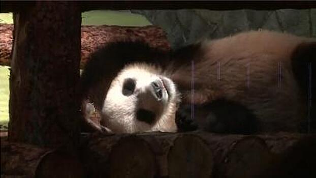 Китайские панды получили всё необходимое для сытой и здоровой жизни в Москве