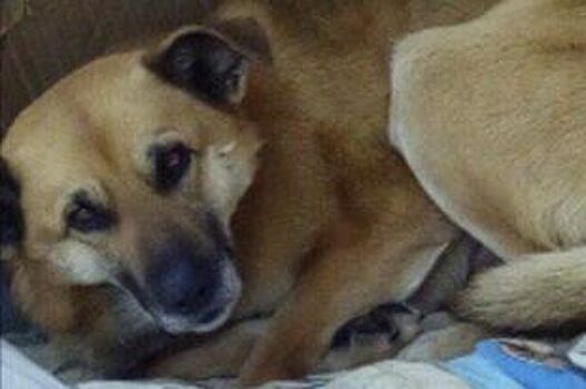В Челябинске бомж отказался от приюта, чтобы не оставлять бездомного пса