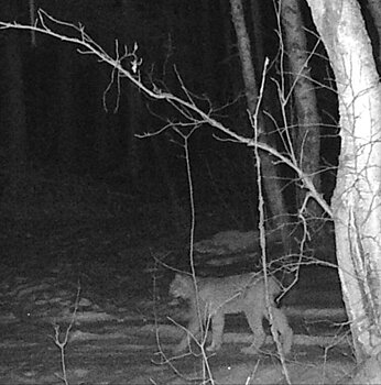 Под Слободским гуляет рысь