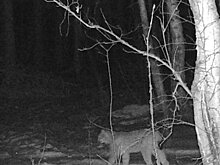 Под Слободским гуляет рысь