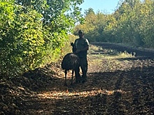 В Ростовской области страус эму сбежал из парка птиц "Малинки"