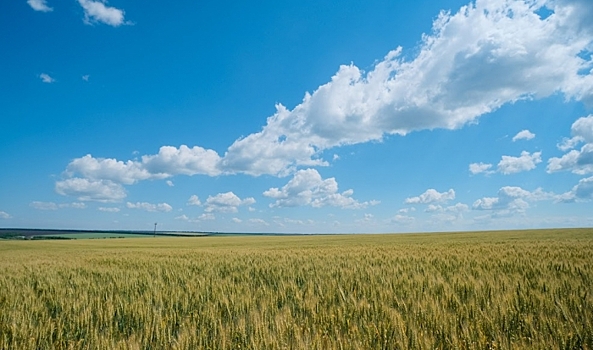 В Волгоградской области от саранчи обработают 7,5 тысячи га полей