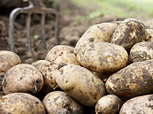 Минсельхоз: в России хорошие предпосылки для наращивания производства картофеля