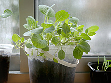 Что-то пошло не так! 7 проблем с капустной рассадой, которых можно было избежать