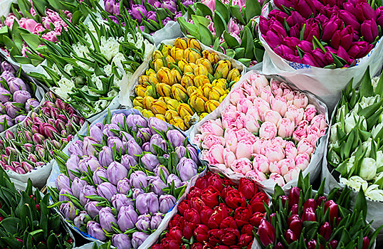 Депутат Госдумы: «6 млрд долларов наших мужчин за цветочки утекли в Нидерланды»