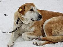 С начала 2025 г. в Самаре отловили более 3300 бродячих псов