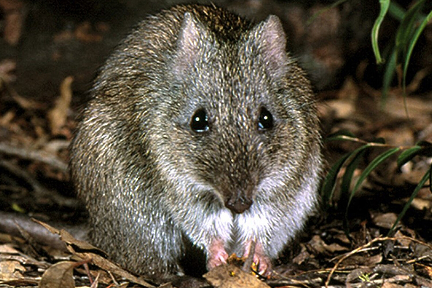 PCB: зафиксировано восстановление численности самого редкого сумчатого животного