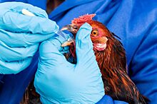 «АиФ» проинформировал, доберется ли до России птичий грипп H3N8, повлекший смерть в КНР