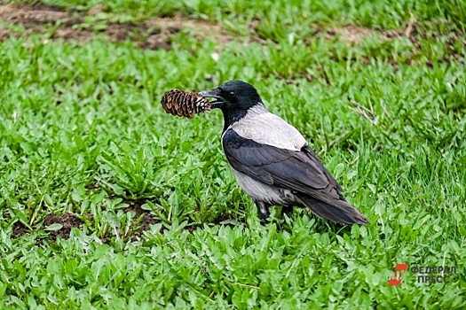 В Киевской области от неизвестной болезни стали массово вымирать вороны