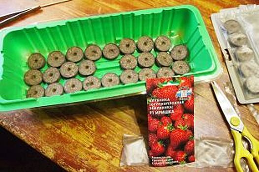 В снегу и «таблетках». Два способа вырастить рассаду клубники из семян