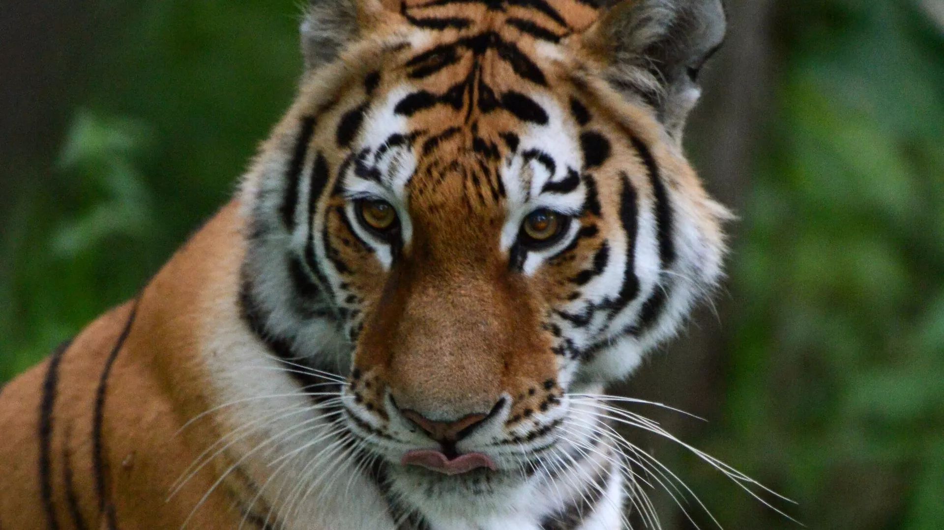 В Приморье обнаружили мертвого амурского тигра