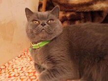 "Лечащую от похмелья" кошку выставили на продажу за 15 млн рублей