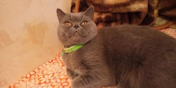 "Лечащую от похмелья" кошку выставили на продажу за 15 млн рублей