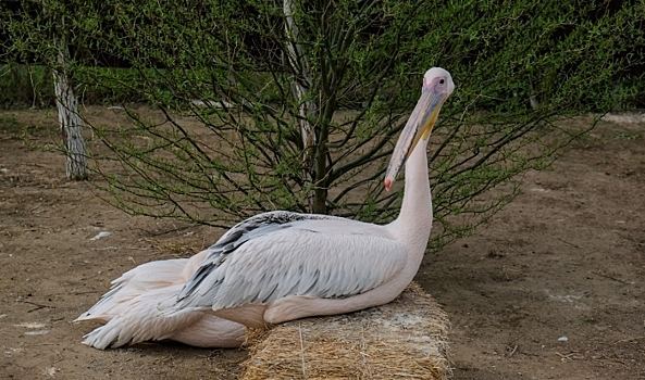 В парке Щербаковском Волгоградской области поселились пеликаны