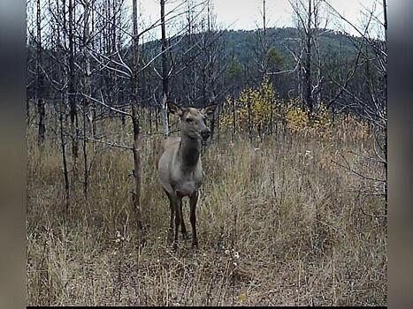 Фотоловушка запечатлела оленуху в лесу