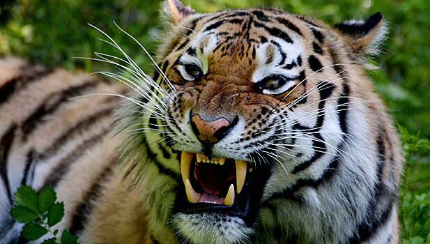 Фильм об амурском тигре получил награду на экологическом кинофестивале