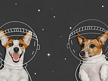 Самые шокирующие животные, которых запускали в космос