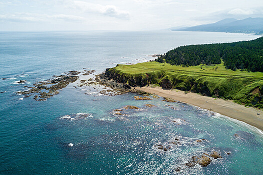 В Британии на пляж вынесло гигантскую тушу неизвестного существа