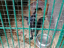 Бесславный конец нижегородского зоопарка