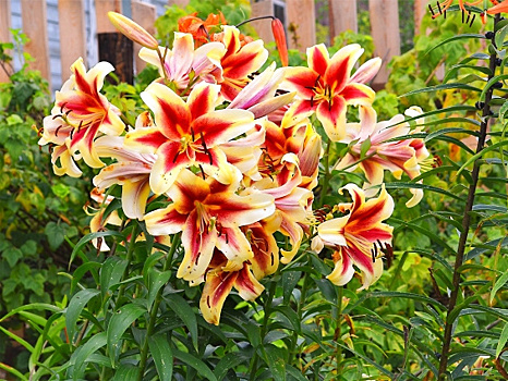 Эта лилия украсит любой сад: цветки до 25 см в диаметре, цветет целый месяц!