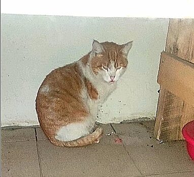 Студенты-живодеры в Балакове засунули кота в работающий гранулятор