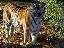 В Московский зоопарк привезли двух самок редкого амурского тигра