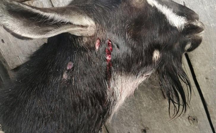 В Минприроды Курской области расследовали случай нападения неизвестного животного на коз