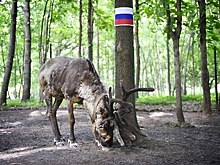 Посещаемость зоопарка в Химках, где живет олениха‑оракул ЧМ‑2018, выросла на 30%