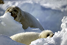 Около 100 тюленей принесло ветром на льдине в порт Усть-Луга