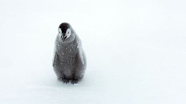 Журналисты BBC Earth в нарушение правил спасли пингвинов в Антарктиде