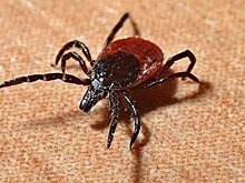 Ученые Роспотребнадзора обнаружили новый вирус, который могут передавать клещи