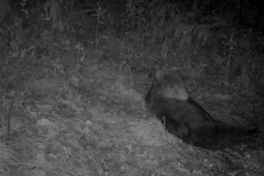 В Челябинской области засняли релаксирующего медведя