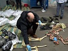 Таможня испортила Новый год Китаю: на границе изъяты 867 медвежьих лап