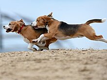 ФАС: российская "дочка" Farmina Pet Foods координировала цены на корма для животных