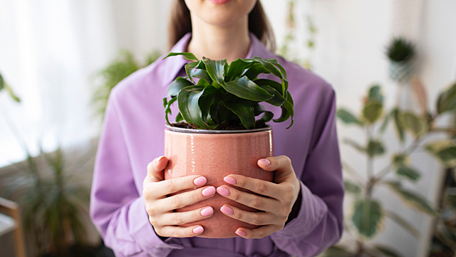 Комнатные растения по знаку зодиака: какой цветок подходит именно вам