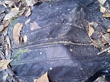 В Тюмени около железной дороги найден скелет неизвестного мужчины