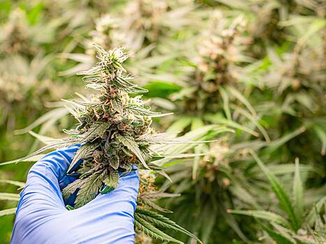 Россиянин вырастил дома почти 300 кустов конопли