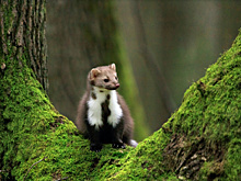 В Жигулевском заповеднике показали, как дикая куница запасается яблоками