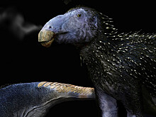 Открыт новый вид динозавра с шипами на коже