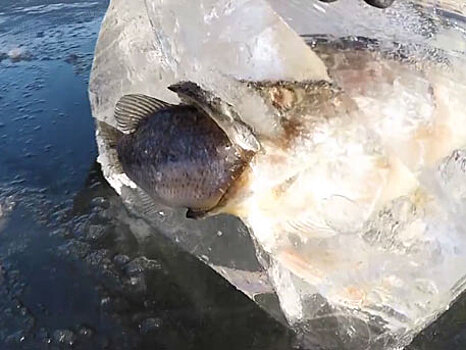 Ученые гадают, как щука с рыбой в зубах могла замерзнуть на поверхности: видео