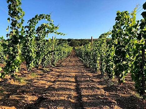 Органическую гречиху, виноград и тыкву научат выращивать бесплатно