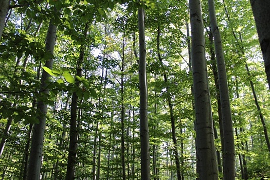 В Перми обсудят перспективы биржевой торговли лесом