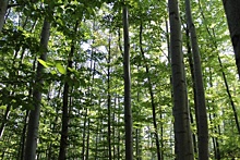 В Перми обсудят перспективы биржевой торговли лесом
