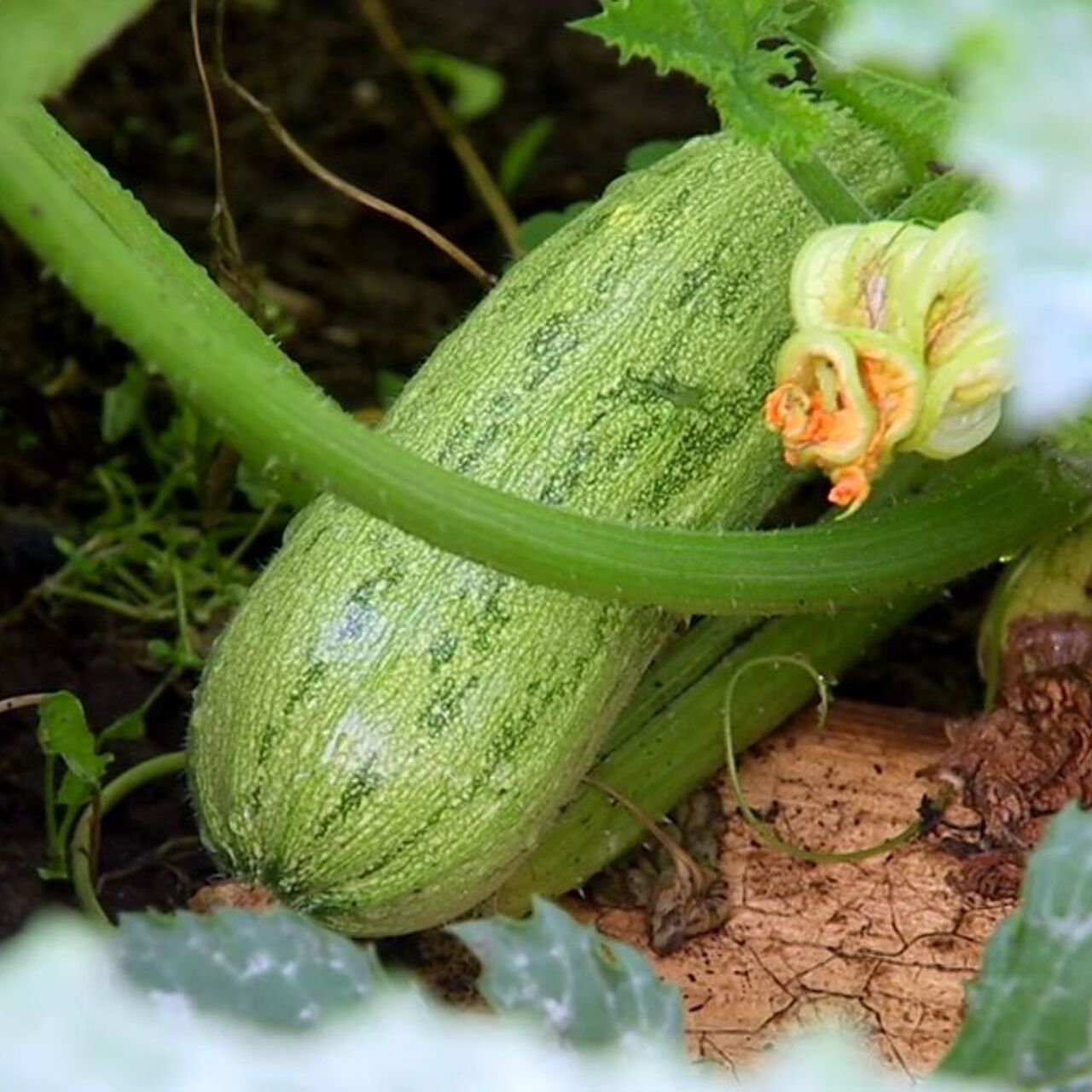 Когда убирают кабачки с грядки в подмосковье. Когда убирают кабачки с грядки в подмосковье. Цукини. Кабачки в огороде. Посадка кабачков.