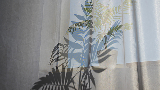 У комнатного растения нашли противовоспалительные свойства